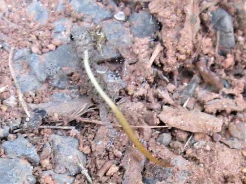 Image of Mysore Day Gecko