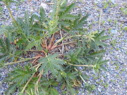 Image de Potentilla pensylvanica var. litoralis (Rydb.) Boivin