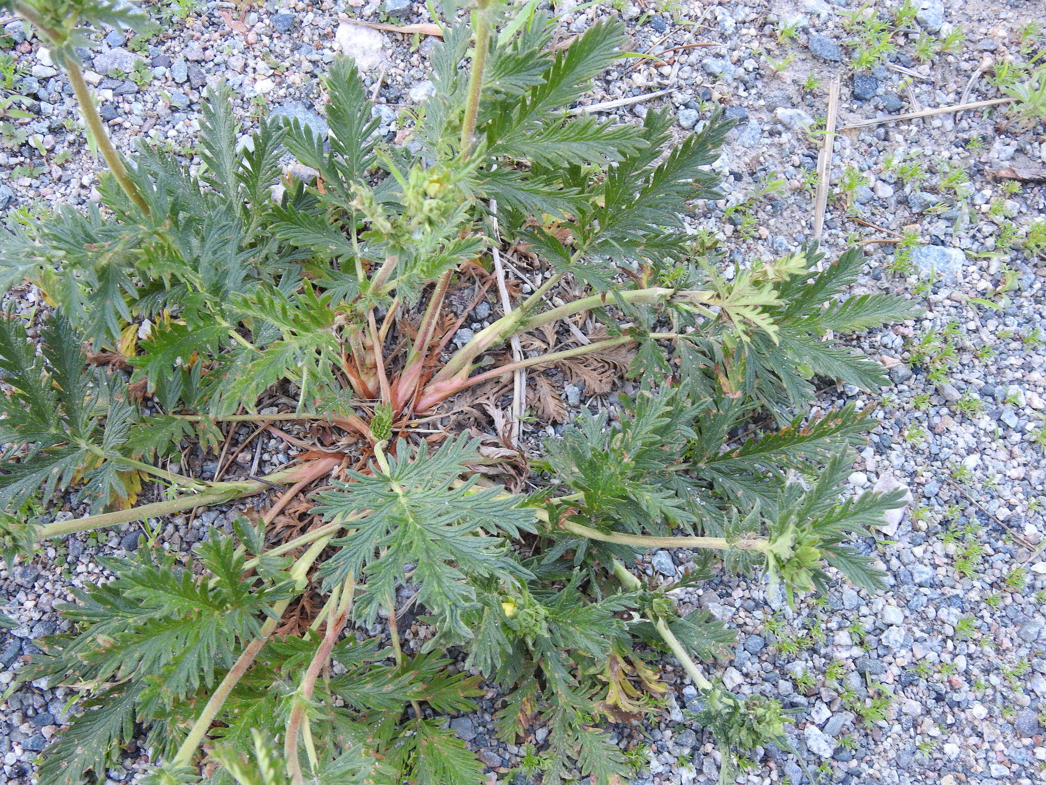 Image de Potentilla pensylvanica var. litoralis (Rydb.) Boivin