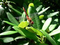 Image of Ruddy Darter