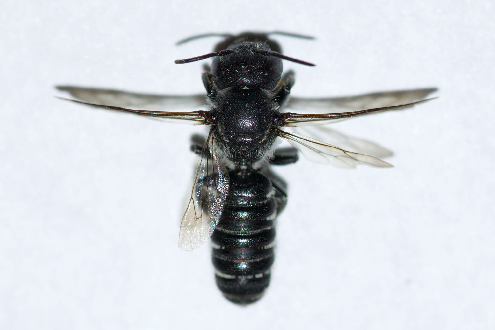Image of Bellflower Resin Bee