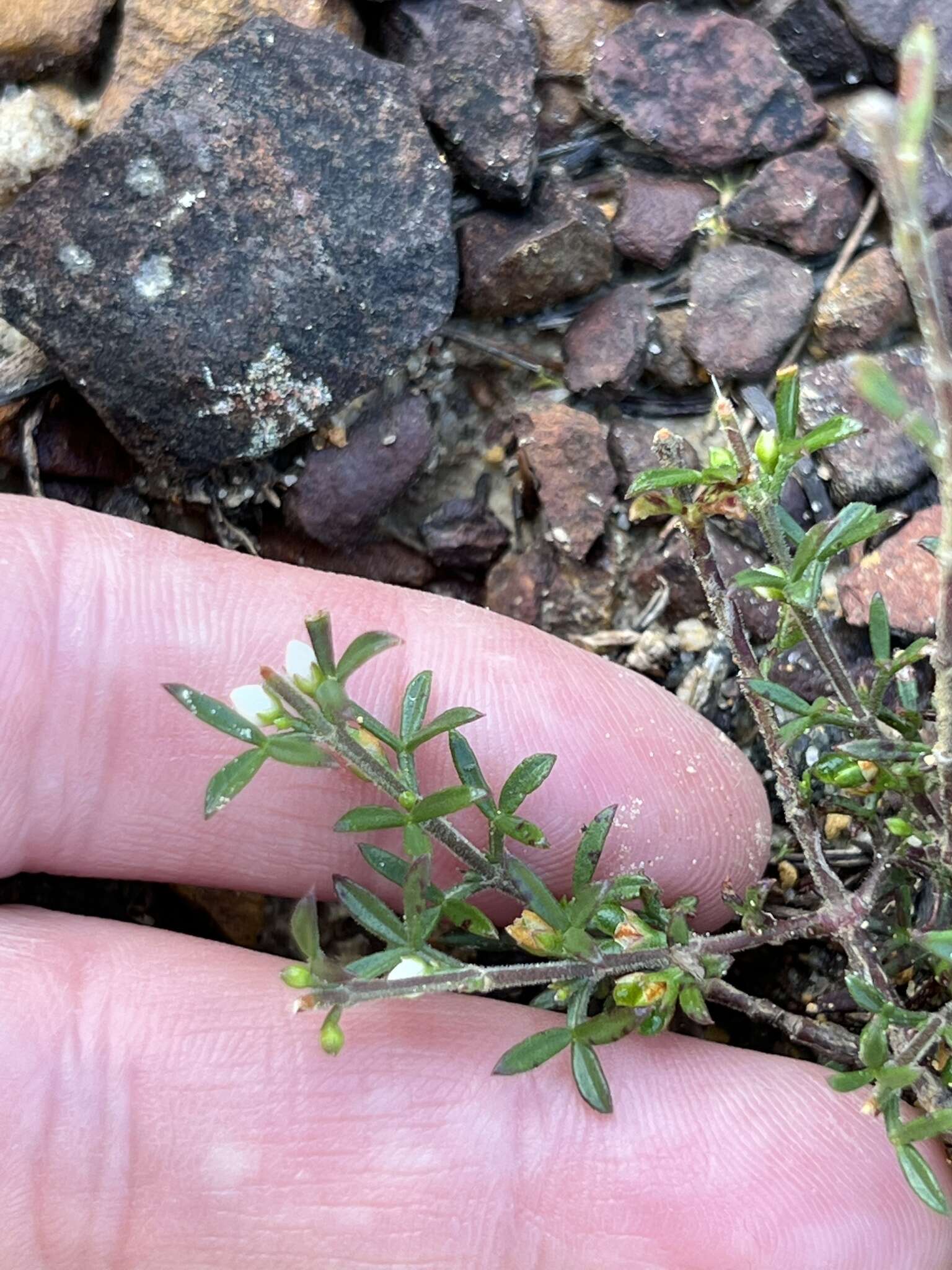 Image of Cyanothamnus rigens