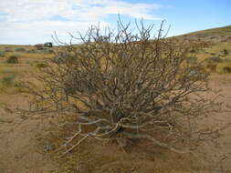 Plancia ëd Commiphora saxicola Engl.