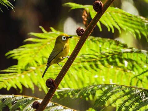 Image of Broad-ringed White-eye