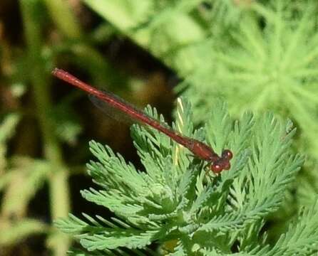 Image of Desert Firetail