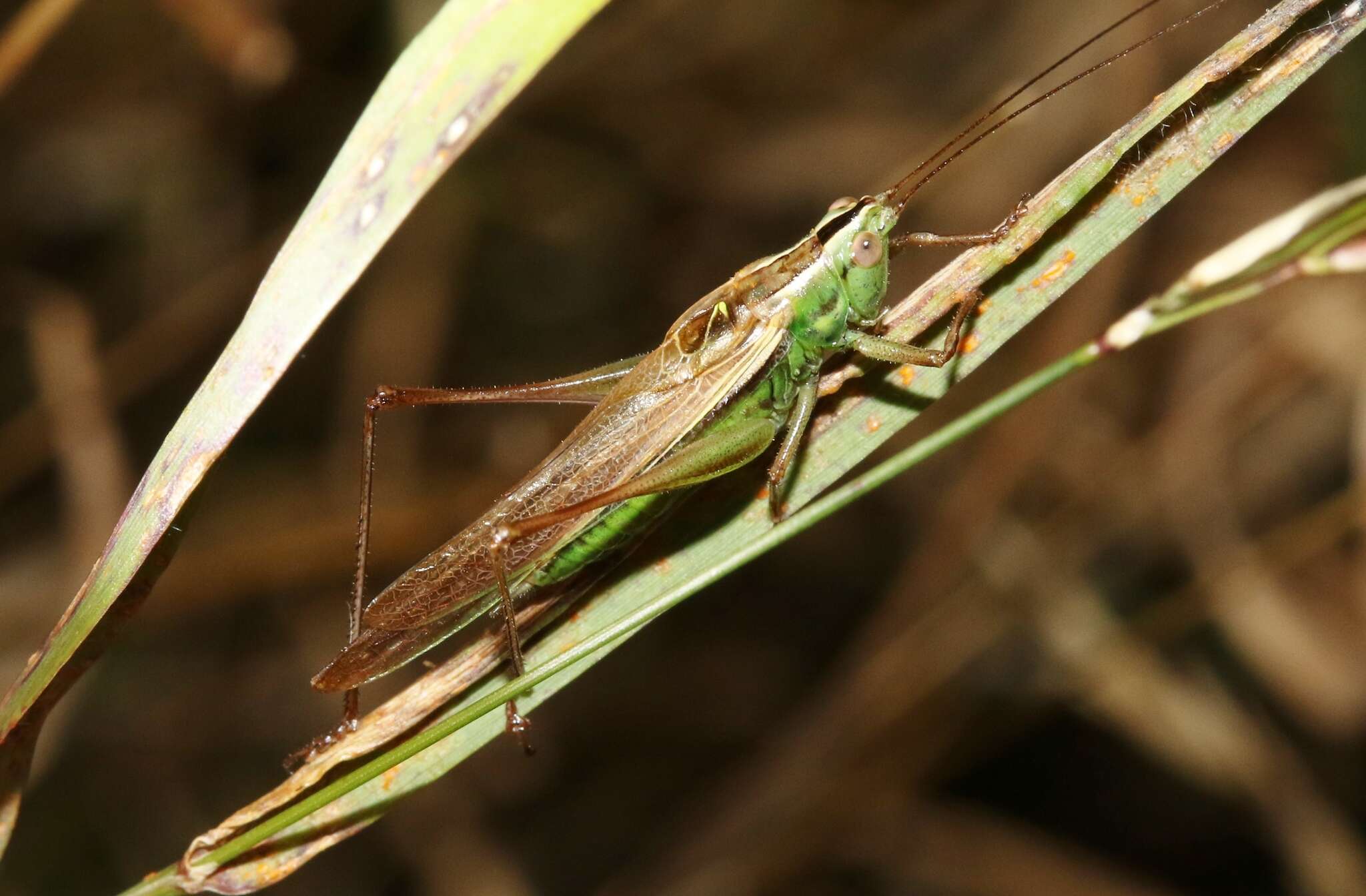 Image of Conocephalus (Anisoptera) bilineatus (Erichson 1842)