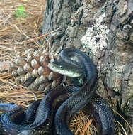 Image of Rat snakes