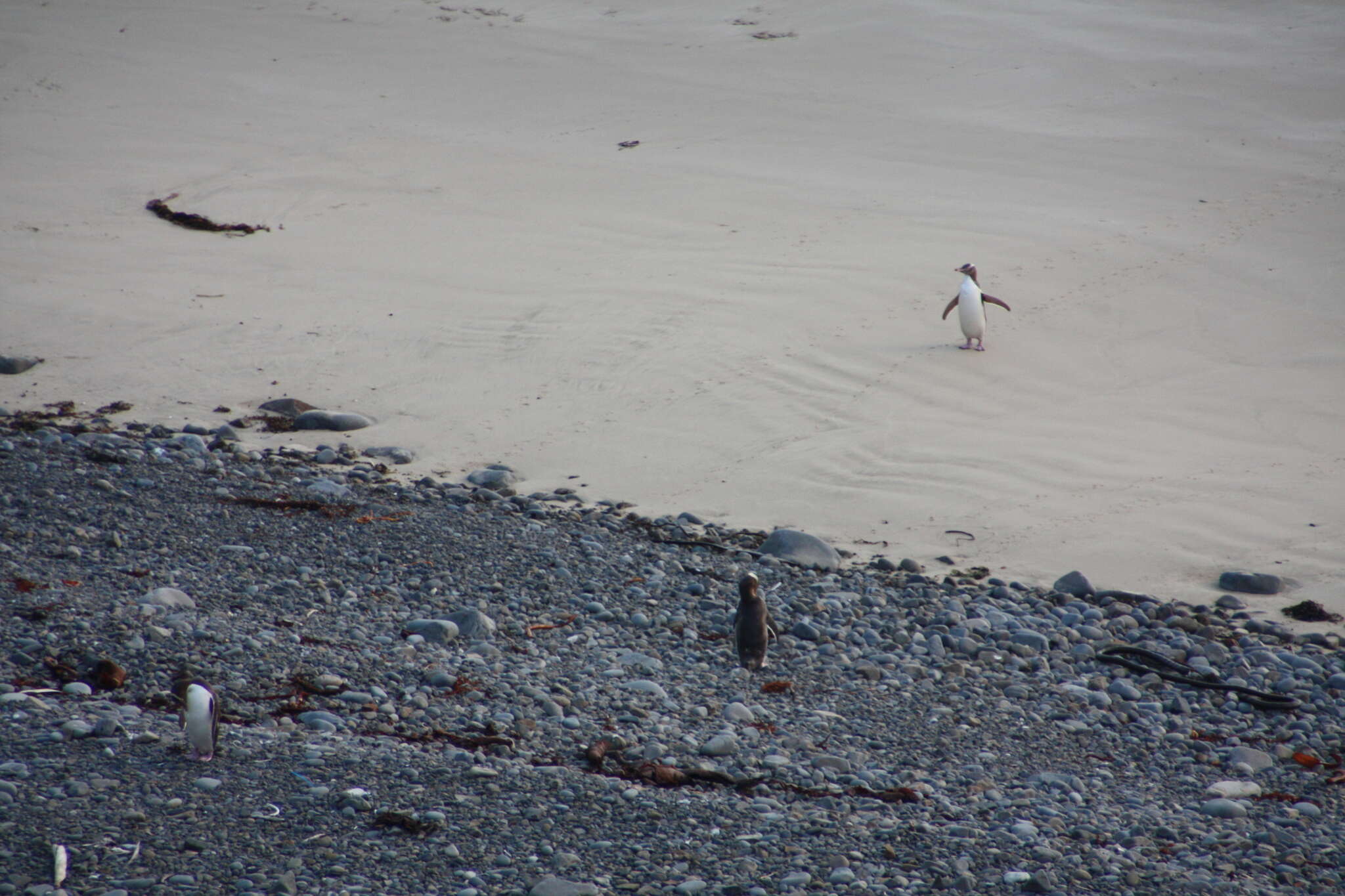 Image of Yellow-eyed Penguins