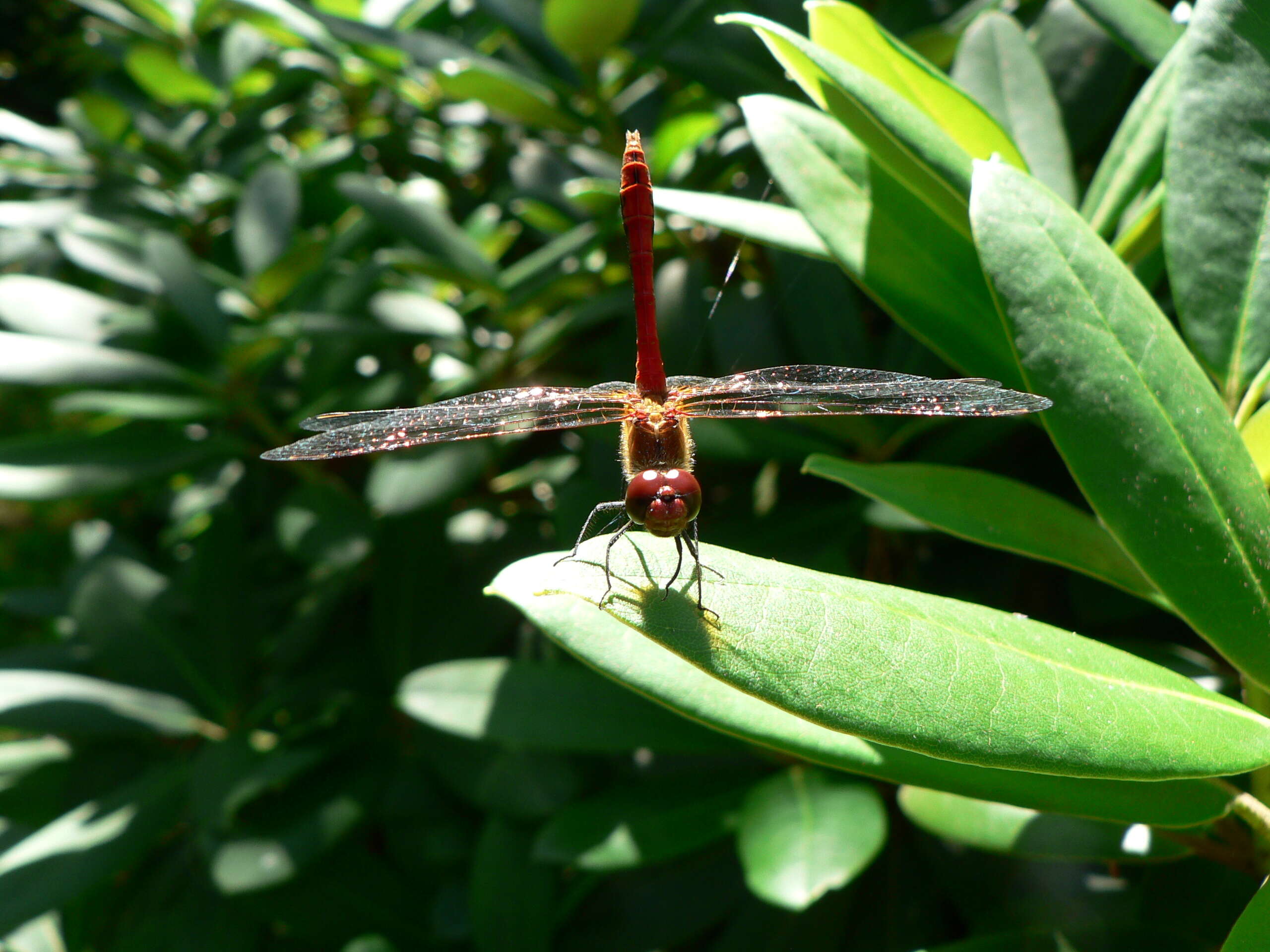 Image of Ruddy Darter