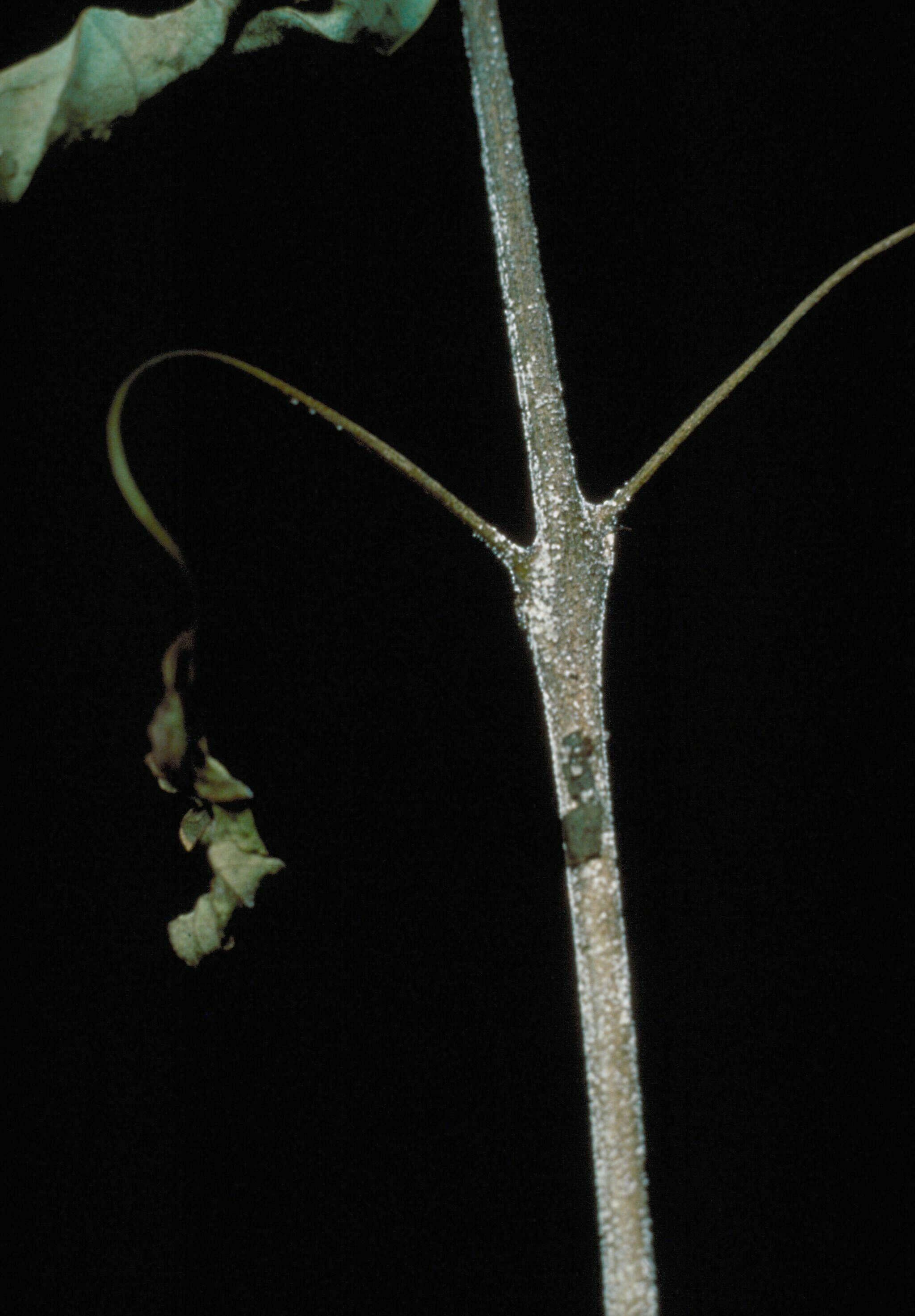 Image of Calonectria kyotensis Terash. 1968