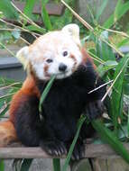 Image of red pandas