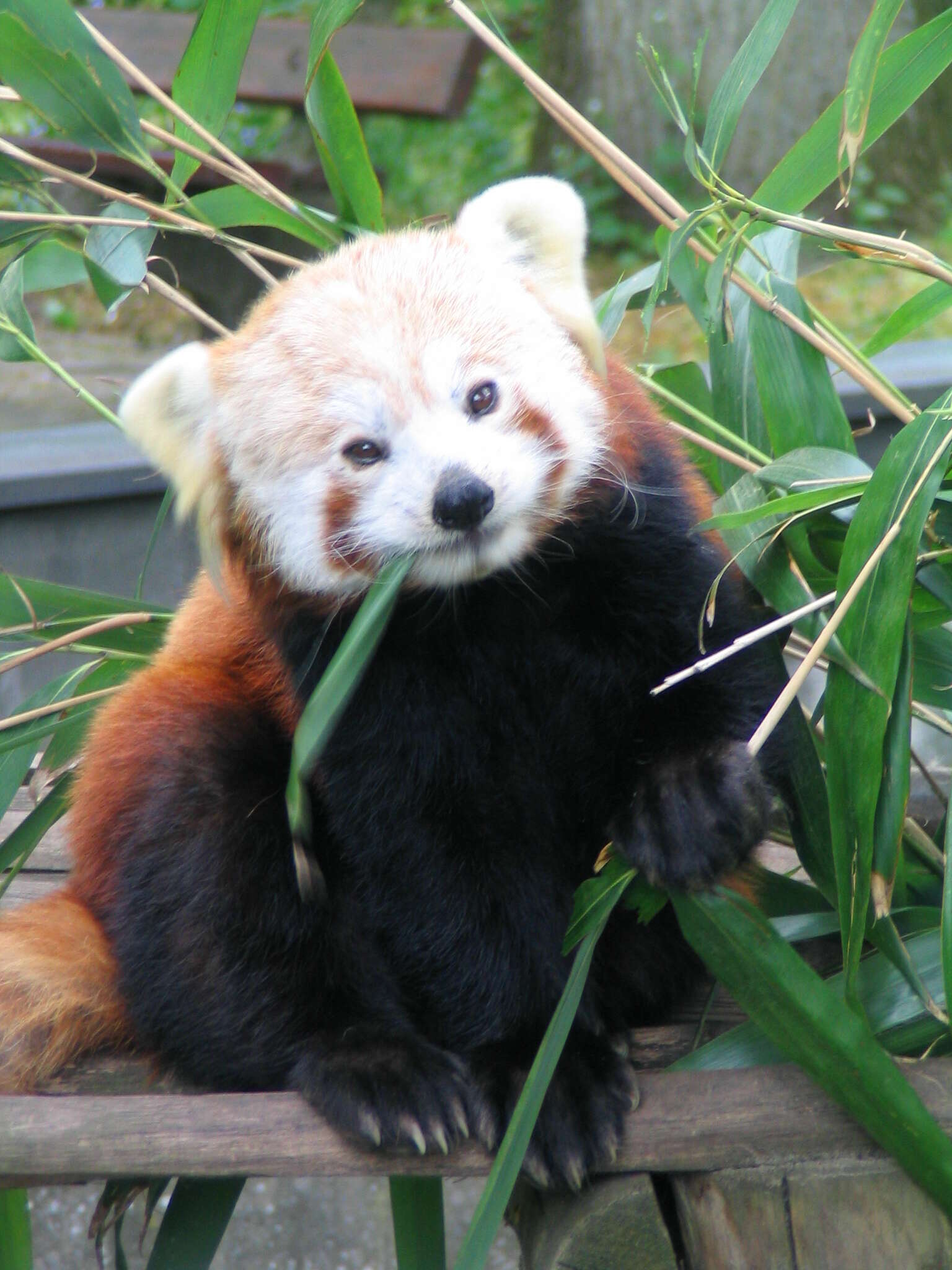 Image of red pandas