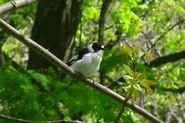 Image of Collared Flycatcher