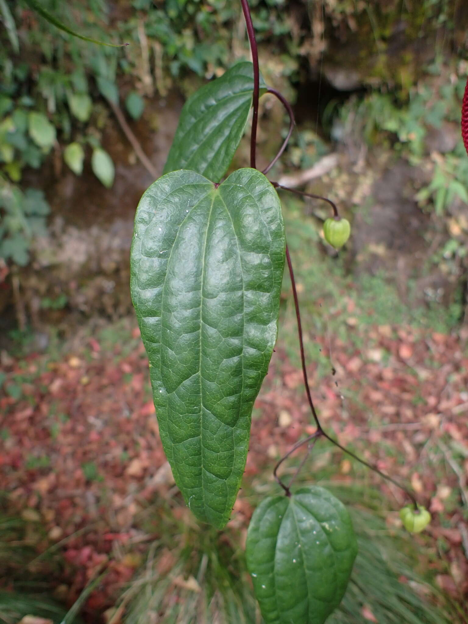 Image of Clematis henryi Oliv.