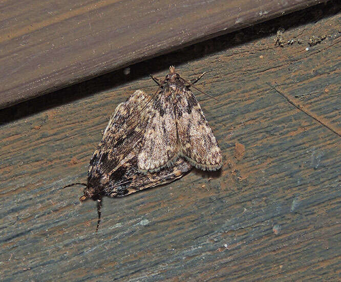 Image of Meal Moth