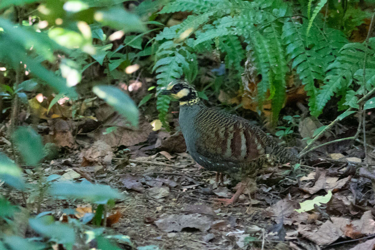 Image of Taiwan Hill Partridge