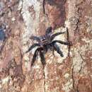 Image of Suntiger Tarantula