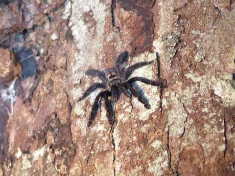 Image of Suntiger Tarantula