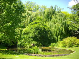 Image of Fagus sylvatica var. suentelensis