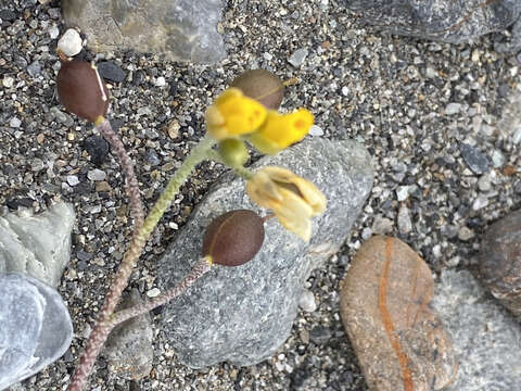 Image of arctic bladderpod