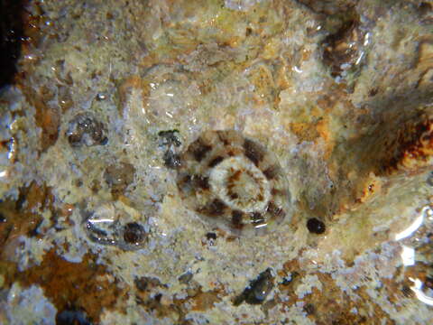 Image of China limpet