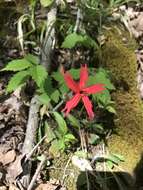 Image of Silene virginica var. virginica