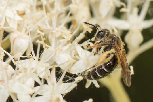 Image of Miserable Andrena