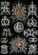 Image of Radiolaria