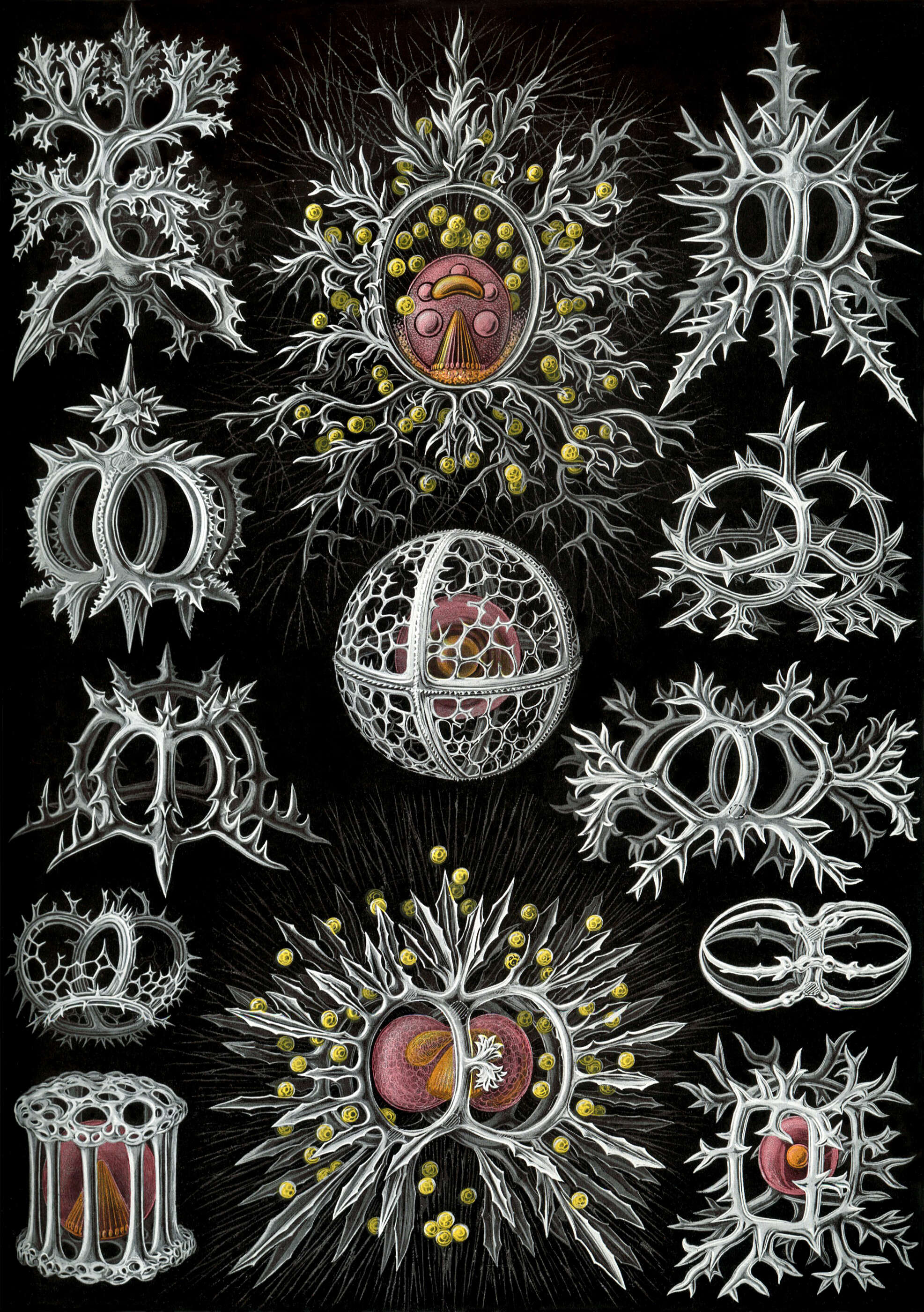 Image of Radiolaria