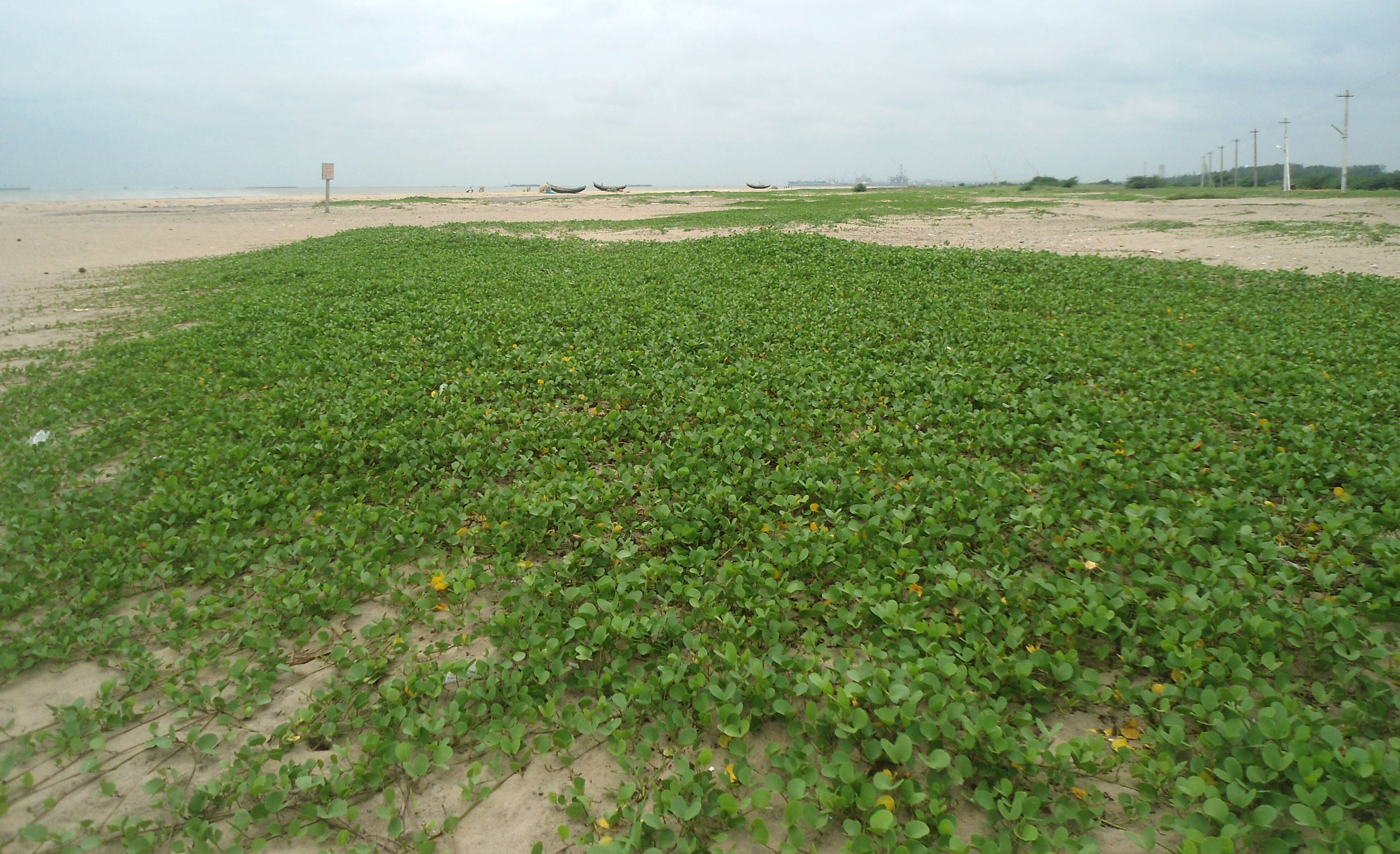 Ipomoea pes-caprae (L.) R. Brown resmi