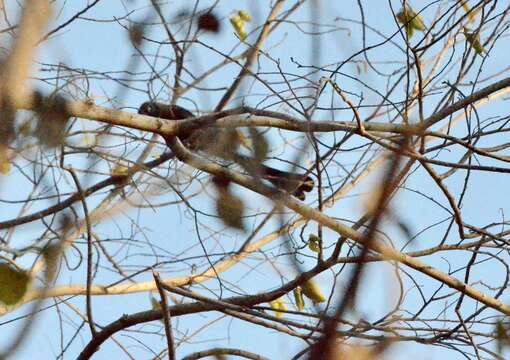 Image of Treepie