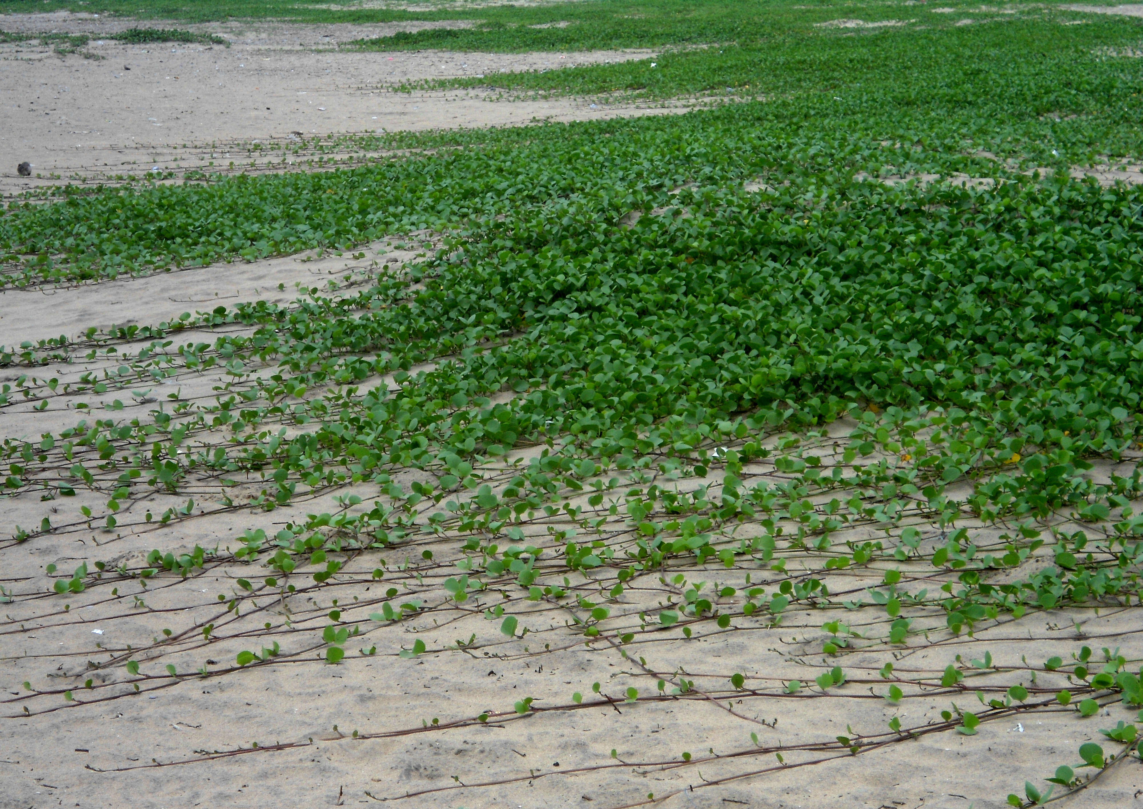 Ipomoea pes-caprae (L.) R. Brown resmi