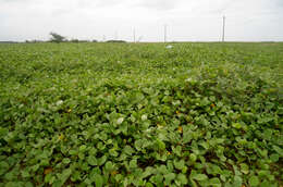 Ipomoea pes-caprae (L.) R. Brown resmi