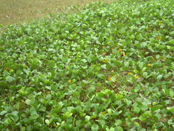 Ipomoea pes-caprae (L.) R. Brown resmi