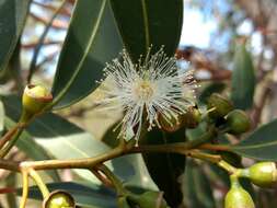 صورة Eucalyptus punctata DC.