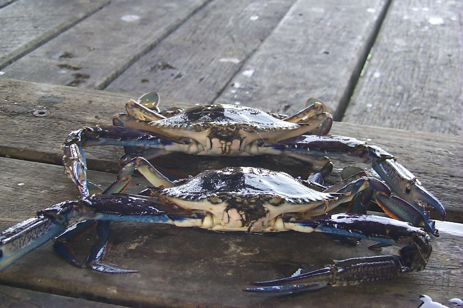 Image of blue crab