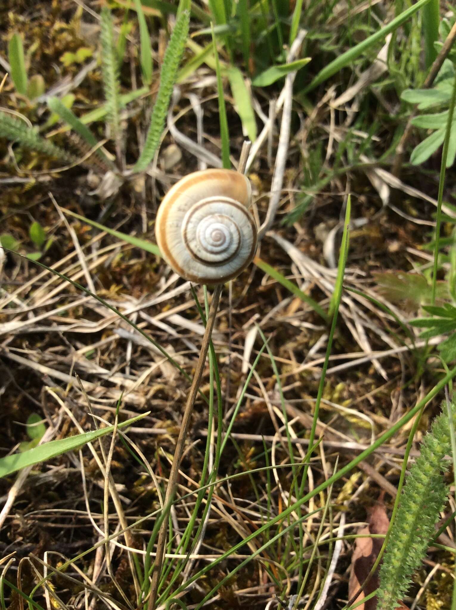 Image of Heath Snail