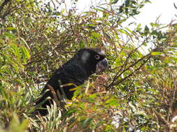 Image of Carnaby's Black Cockatoo