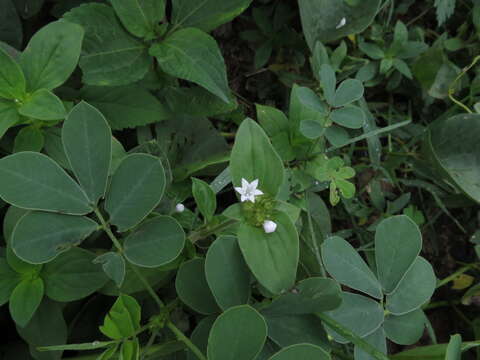 Image of rough Mexican clover