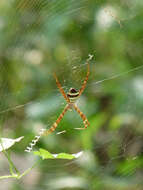 Image of Signature spider