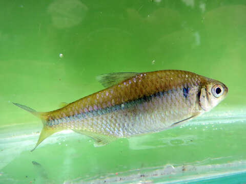 Image of Tetra