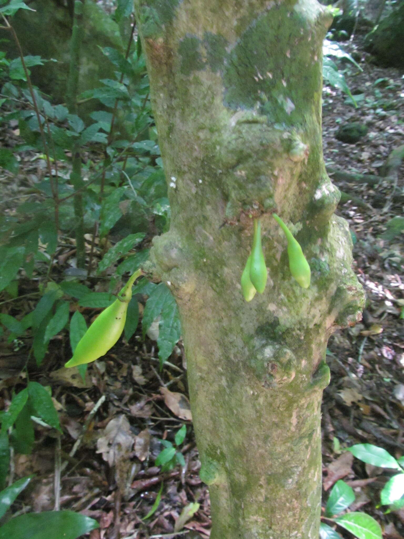 Image de Amphitecna tuxtlensis A. H. Gentry