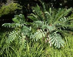 Image de Melianthus major L.