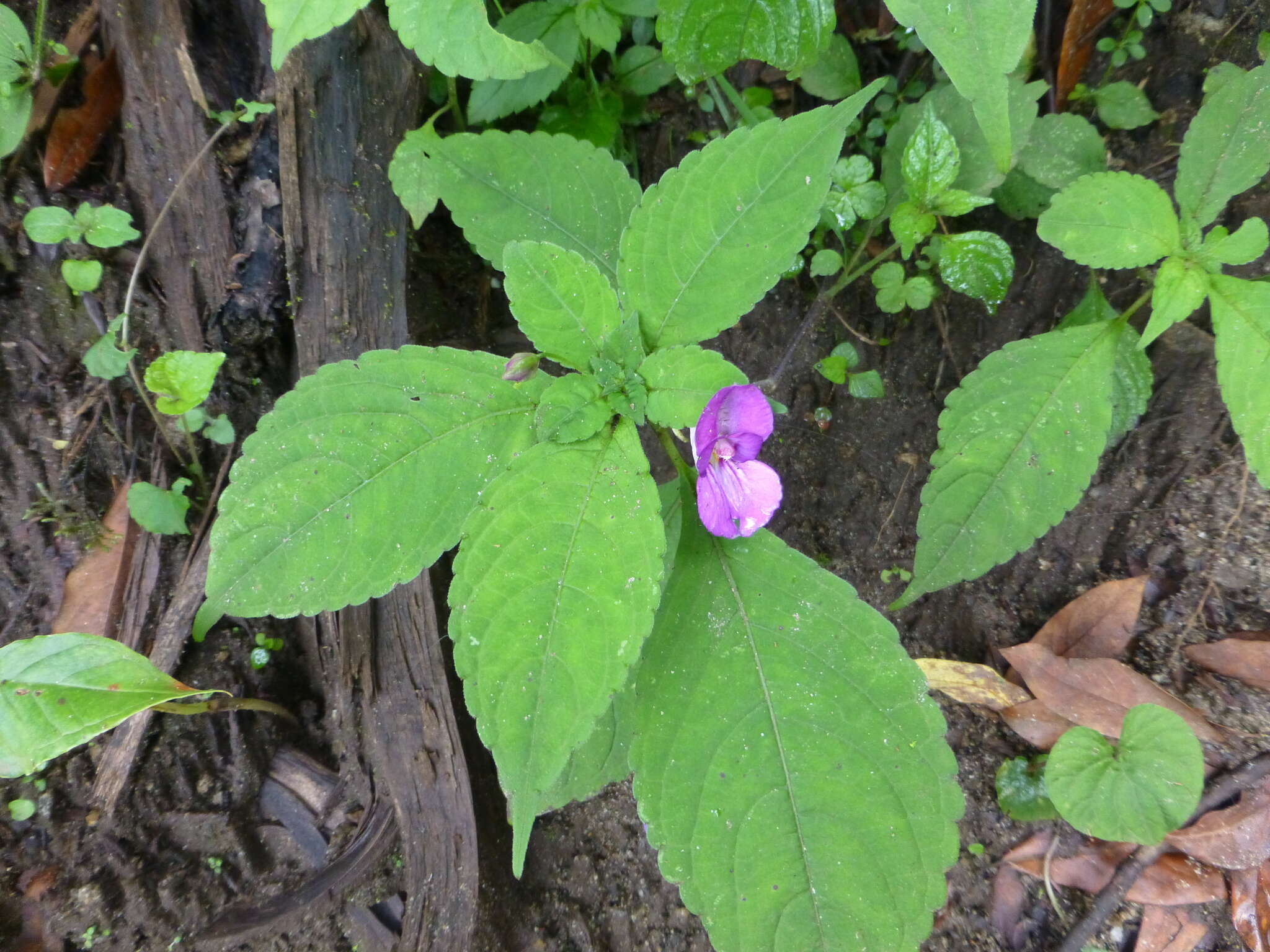 Image of Impatiens puberula DC.