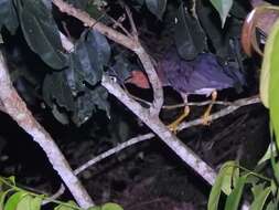 Image of White-backed Night Heron