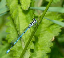 Image of Azure Bluet