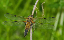 Image of Four-spotted Chaser