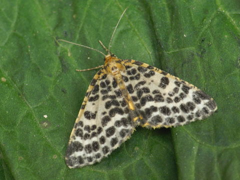 Image of spotted beauty
