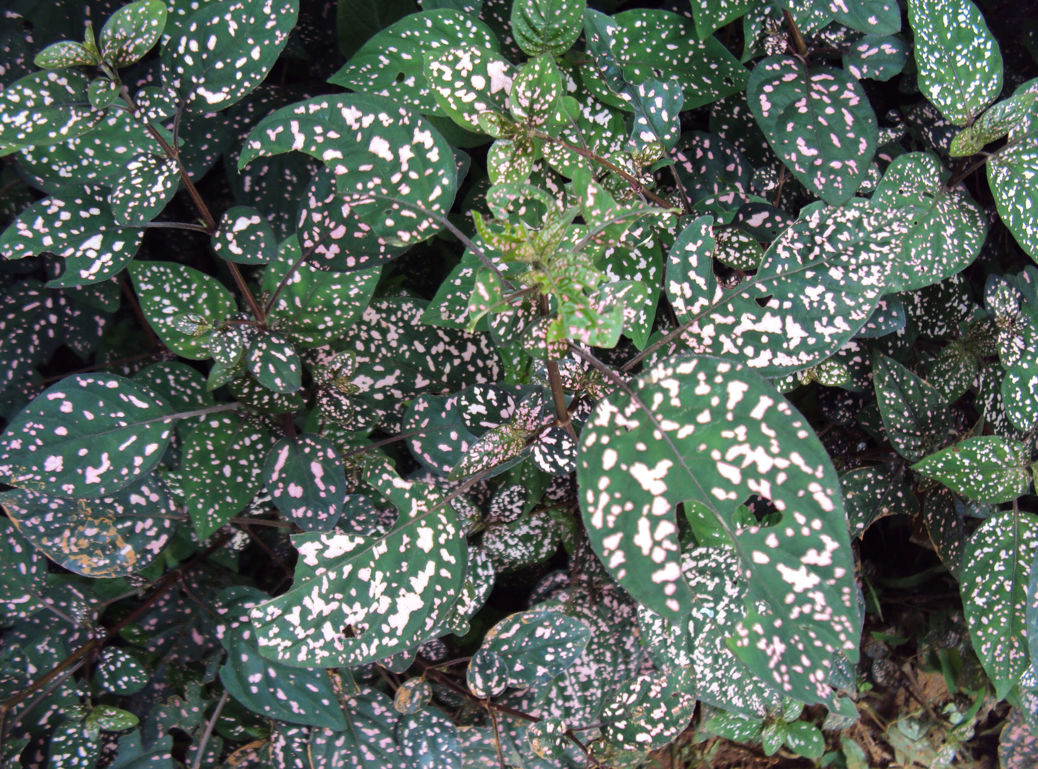 Hypoestes phyllostachya Baker resmi