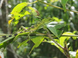 Image of Diploderma polygonatum polygonatum Hallowell 1861